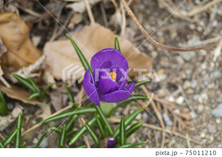 花 背景 万 75011210