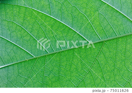 Abstract Green leaf texture background ,leaves of Quisqualis indica Tree 75011626