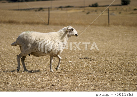 A single sheep walks across a barren and dry landscape in search of food and its herd 75011862