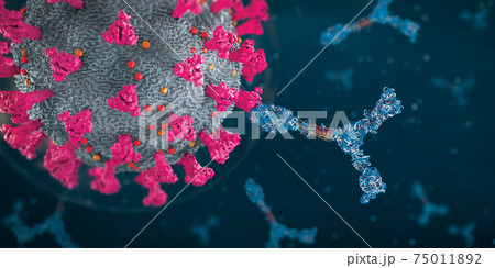 Immunoglobulin or antibody proteins attack a corona virus pathogen cell - 3d illustration 75011892
