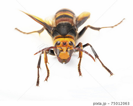 ヒメスズメバチの女王蜂 75012063