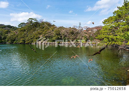 鳶が飛翔する明神池 鳶が飛翔する明神池 75012658