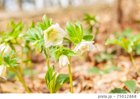 クリスマスローズ クリスマスローズ 75012868