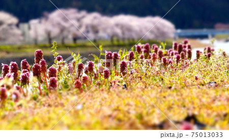 春の花 ヒメオドリコソウと桜 春の花 ヒメオドリコソウと桜 75013033
