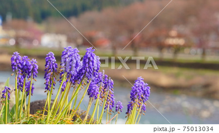 河川敷に咲く春の花 ムスカリ 河川敷に咲く春の花 ムスカリ 75013034