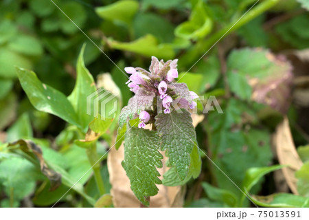 姫踊子草　ヒメオドリコソウ 75013591