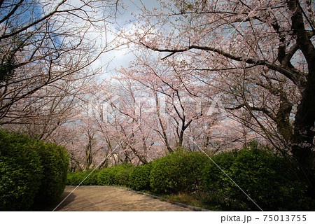 桜並木　糸島　笹山公園 75013755