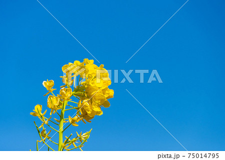 青空に咲く菜の花 75014795