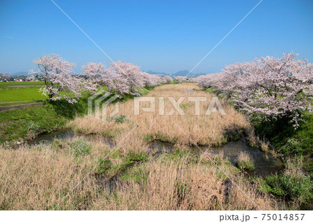 糸島の春 水無川のさくら 糸島の春 水無川のさくら 75014857