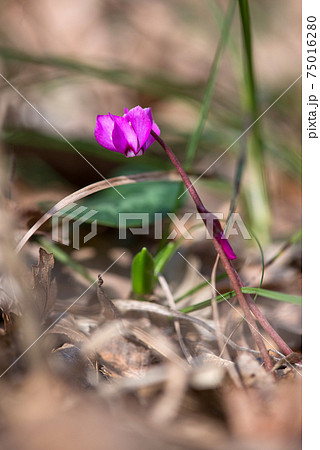 Clouse-up of spring blooms of pink cyclamens  in the forest. Primroses. . Cyclamen hederifolium ( ivy-leaved cyclamen or sowbread ) 75016280