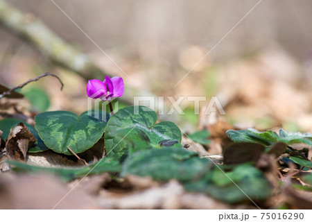Clouse-up of spring blooms of pink cyclamens  in the forest. Primroses. . Cyclamen hederifolium ( ivy-leaved cyclamen or sowbread ) 75016290
