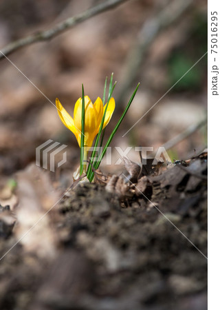 Sprouting crocus in spring garden - elective focus, copy space 75016295