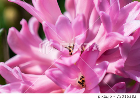 花 フラワー お花 75016382