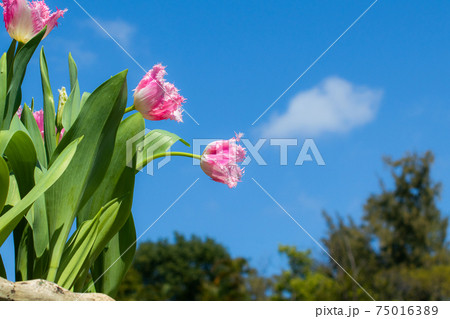 花 フラワー お花 75016389