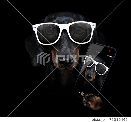 dog isolated on black dramtic dark background taking selfie dog isolated on black dramtic dark background taking selfie 75016445