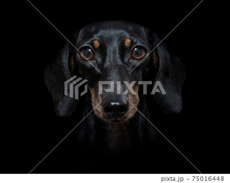 dog isolated on black dramtic dark background dog isolated on black dramtic dark background 75016448