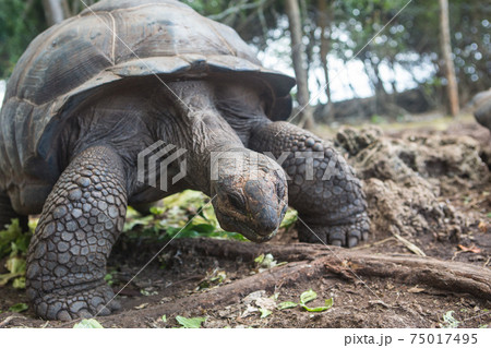 One Giant Turtle on Seychelles, Indian Ocean, Africa 75017495