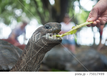One Giant Turtle on Seychelles, Indian Ocean, Africa One Giant Turtle on Seychelles, Indian Ocean, Africa 75017499