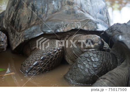 One Giant Turtle on Seychelles, Indian Ocean, Africa 75017500