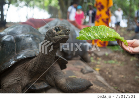 One Giant Turtle on Seychelles, Indian Ocean, Africa 75017501