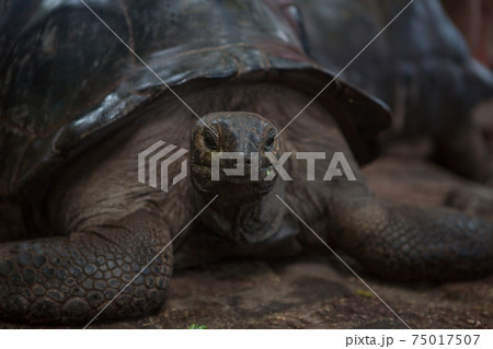 One Giant Turtle on Seychelles, Indian Ocean, Africa 75017507