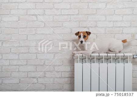 Dog jack russell terrier lies and warms himself on a heating radiator on brick wall background Dog jack russell terrier lies and warms himself on a heating radiator on brick wall background 75018537