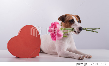 Portrait of funny dog Jack Russell Terrier with flowers in his teeth and boxes in the form of a heart. Valentine's day greeting card Portrait of funny dog Jack Russell Terrier with flowers in his teeth and boxes in the form of a heart. Valentine's day greeting card 75018625