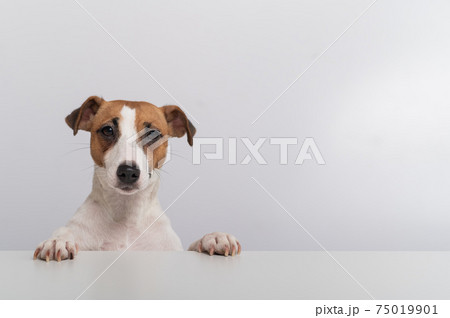 Gorgeous purebred Jack Russell Terrier dog peeking out from behind a banner on a white background. Copy space Gorgeous purebred Jack Russell Terrier dog peeking out from behind a banner on a white background. Copy space 75019901