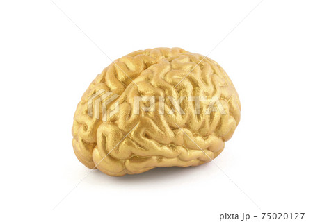 Human golden brain model on white background with clipping path Human golden brain model on white background with clipping path 75020127