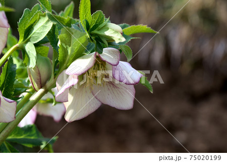 クリスマスローズ ヘレボルス クリスマスローズ ヘレボルス 75020199