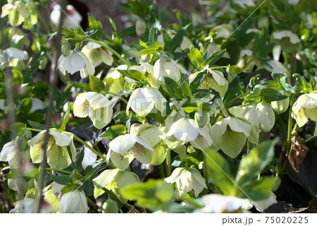 クリスマスローズ　ヘレボルス 75020225