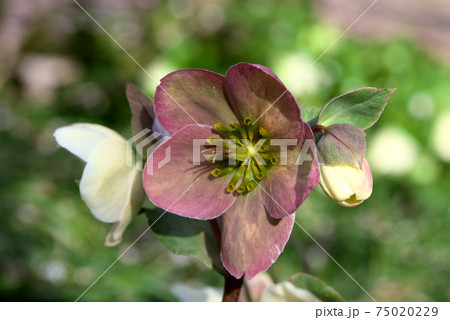 クリスマスローズ ヘレボルス クリスマスローズ ヘレボルス 75020229