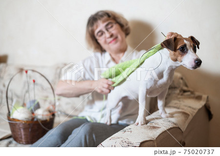 Elderly caucasian woman knits clothes for the winter for the dog jack russell terrier Elderly caucasian woman knits clothes for the winter for the dog jack russell terrier 75020737