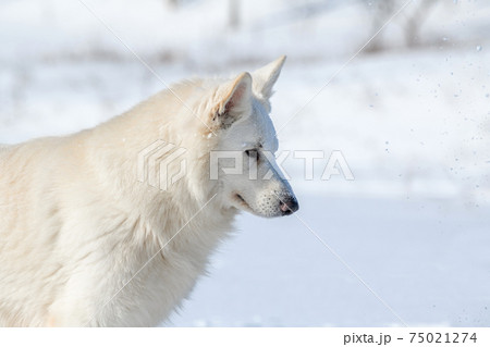 White Swiss Shepherd dog running on snow White Swiss Shepherd dog running on snow 75021274