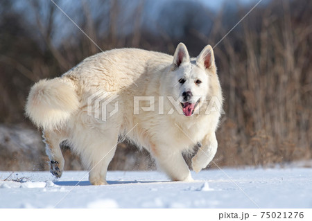 White Swiss Shepherd dog running on snow White Swiss Shepherd dog running on snow 75021276
