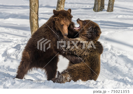 Wild adult Brown Bear (Ursus Arctos) in the winter forest. Dangerous animal in natural habitat 75021355