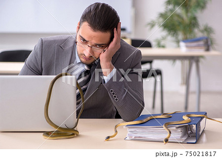 Young male employee with snake in the office 75021817