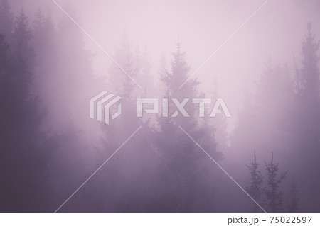 Spruce forest in the purple mist background 75022597