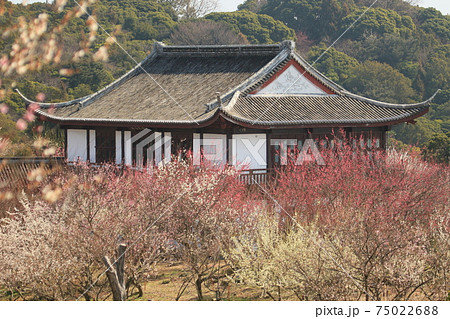 世界の梅公園 4の写真素材 [75022688] - PIXTA