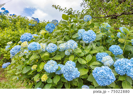 紫陽花　(6月 風早の里) 75022880
