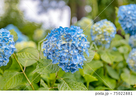 紫陽花　(6月 風早の里) 75022881
