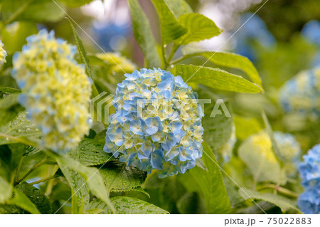 紫陽花 (6月 風早の里) 紫陽花 (6月 風早の里) 75022883