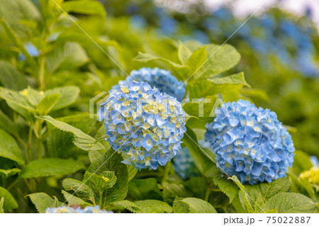 紫陽花 (6月 風早の里) 紫陽花 (6月 風早の里) 75022887