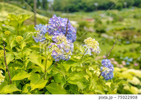 紫陽花　(6月 風早の里) 75022908