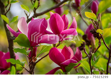 Magnolia spring flowers 75023299