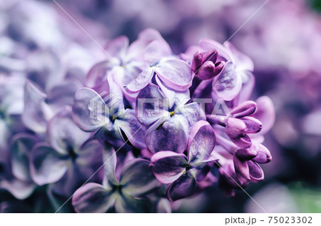 Lilac flowers macro 75023302