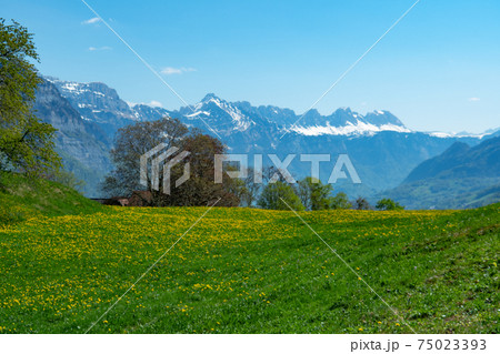 View over a beautiful meadow to Walensee, a lake in Switzerland, and mountains View over a beautiful meadow to Walensee, a lake in Switzerland, and mountains 75023393