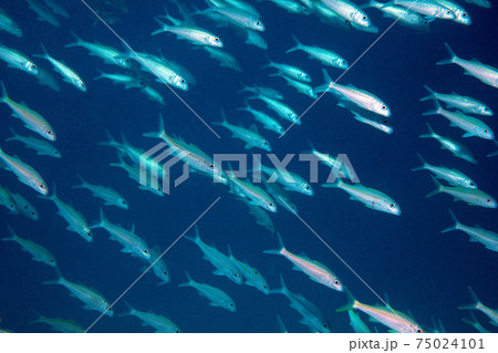魚の群れ アカヒメジ 海中 魚の群れ アカヒメジ 海中 75024101