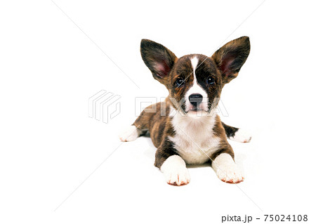 ウェルシュコーギーカーディガン 見つめる子犬 白バックの写真素材
