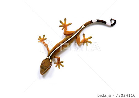 ヤシヤモリ 白バックの写真素材 ヤシヤモリ 白バックの写真素材